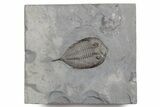 Dalmanites Trilobite Fossil - New York #357142-1